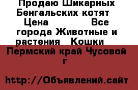 Продаю Шикарных Бенгальских котят › Цена ­ 17 000 - Все города Животные и растения » Кошки   . Пермский край,Чусовой г.